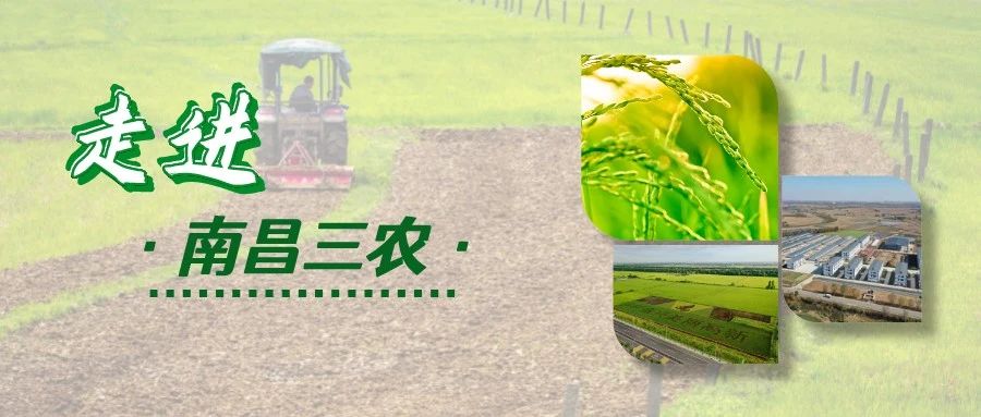 南昌市农产品区域公用品牌设计方案征集-CNYISAI艺赛